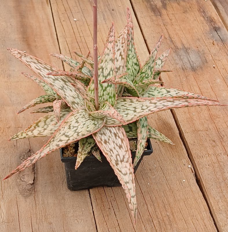 Photo of a cactus currently being identified