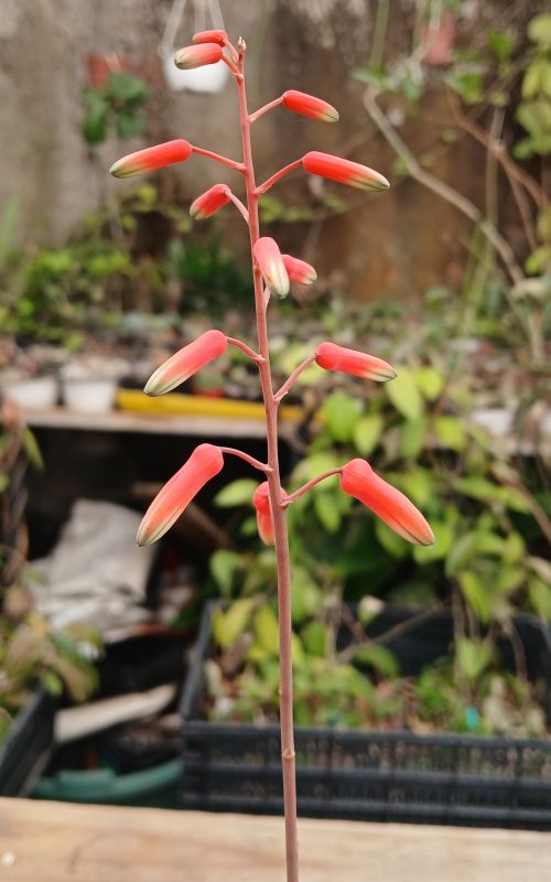 Photo of a cactus currently being identified