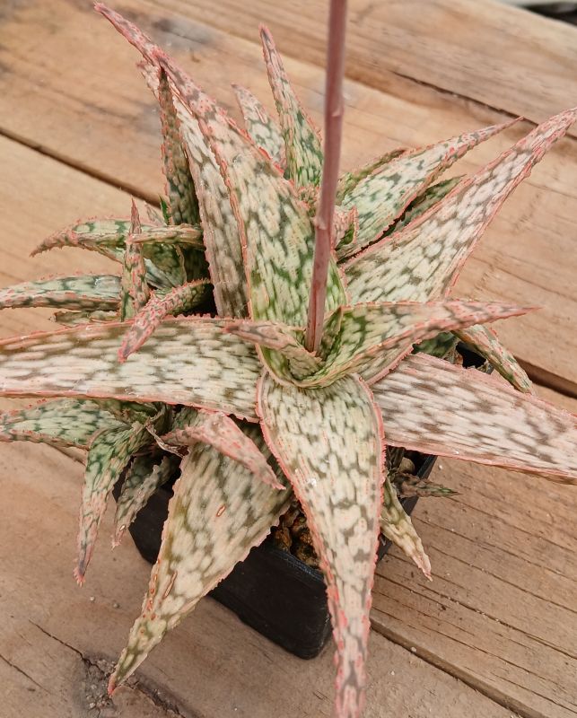 Photo of a cactus currently being identified