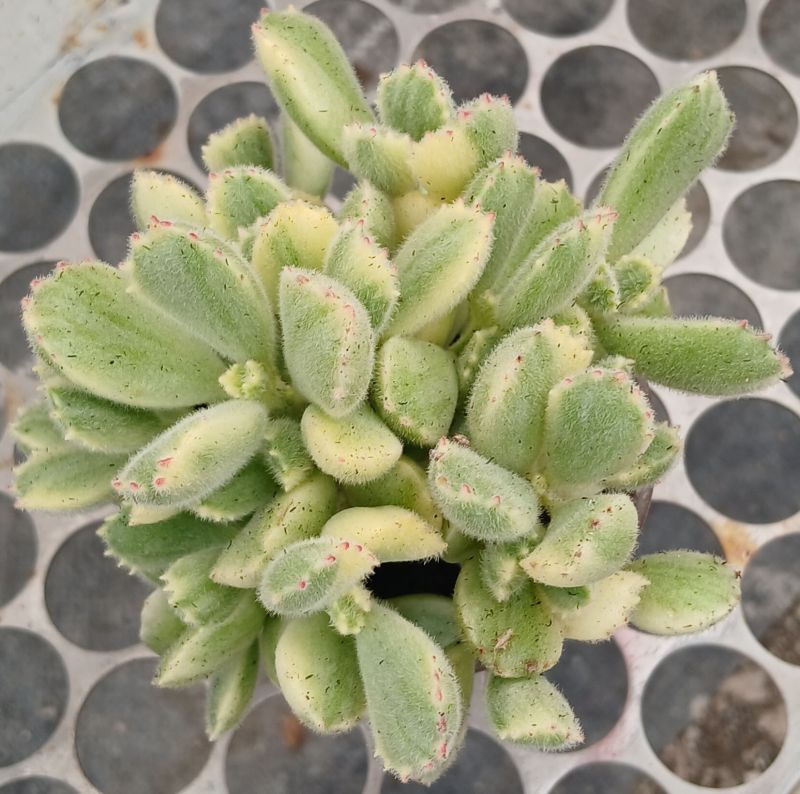 Photo of a cactus currently being identified