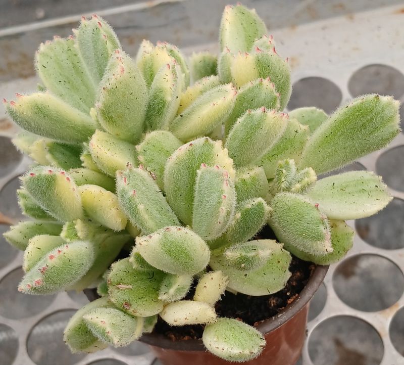 Photo of a cactus currently being identified