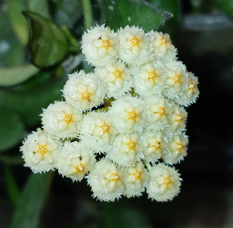 Photo of a cactus currently being identified