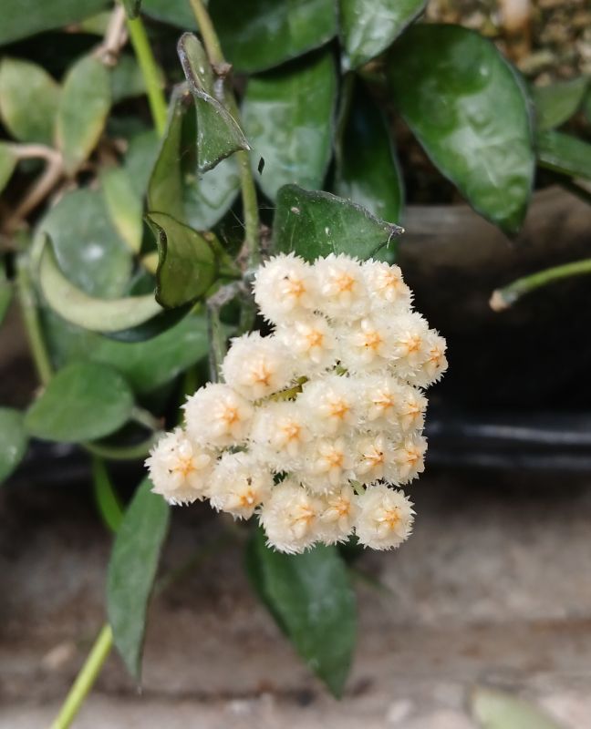 Photo of a cactus currently being identified