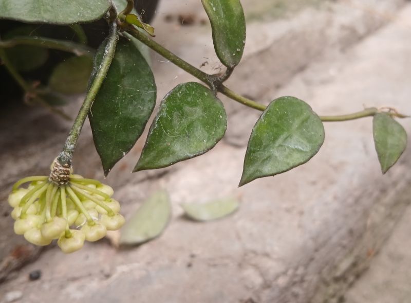 Photo of a cactus currently being identified