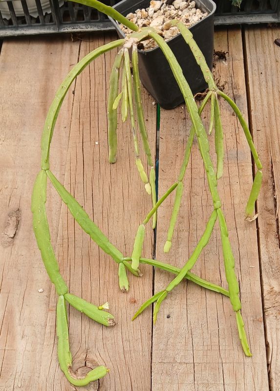 Foto de un cactus que se está identificando actualmente