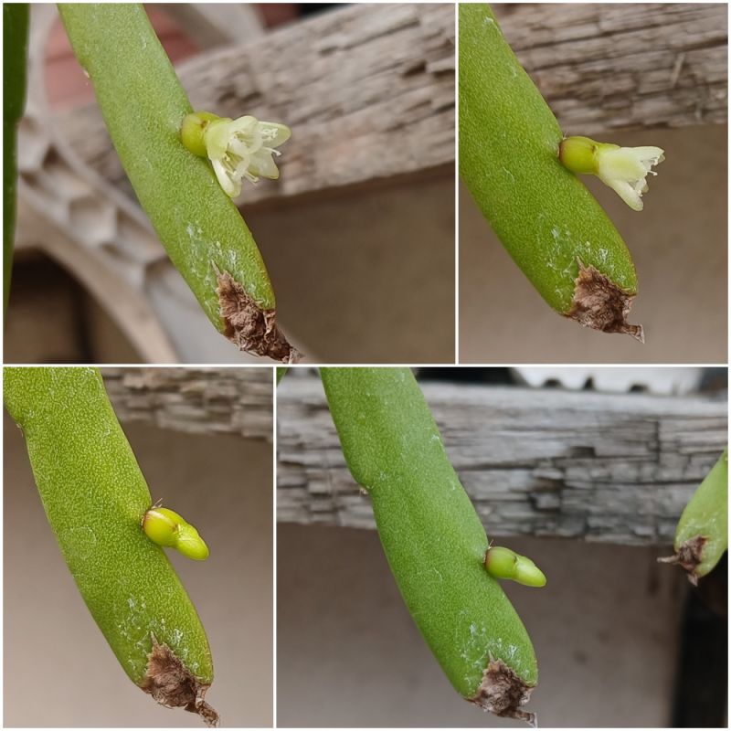 Foto de un cactus que se está identificando actualmente