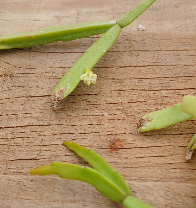 Foto de un cactus que se está identificando actualmente