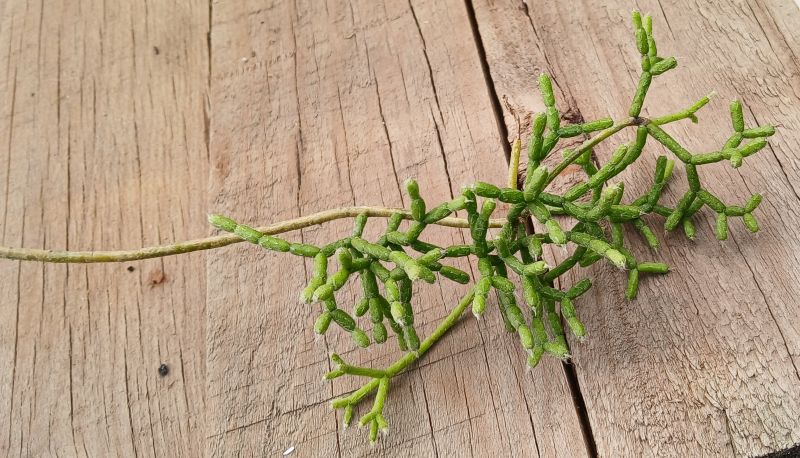Foto de un cactus que se está identificando actualmente