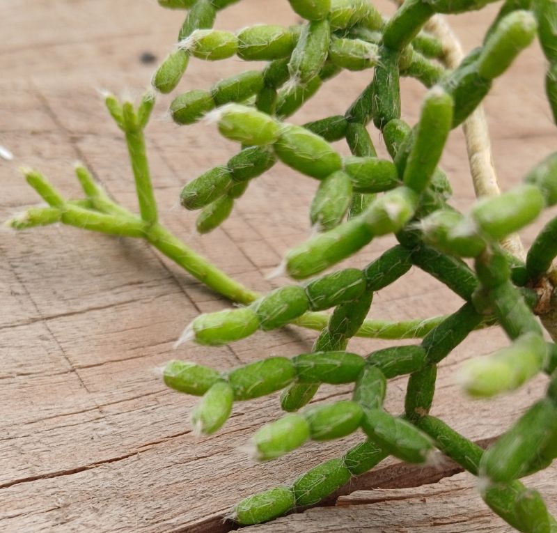 Foto de un cactus que se está identificando actualmente