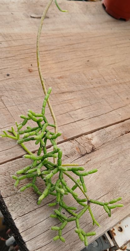 Foto de un cactus que se está identificando actualmente
