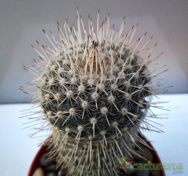 Una foto de Mammillaria geminispina