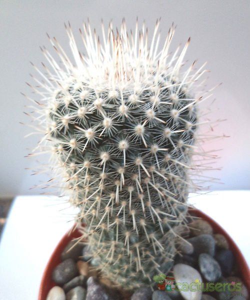 Una foto de Mammillaria geminispina
