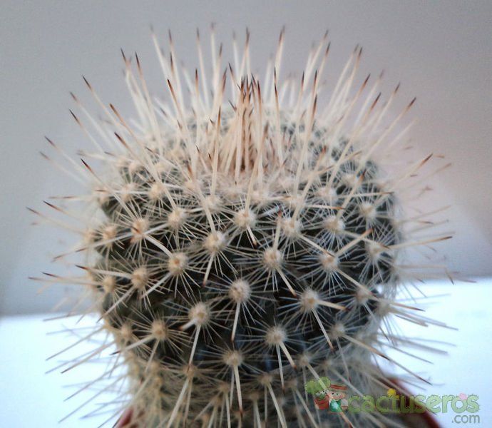 Una foto de Mammillaria geminispina
