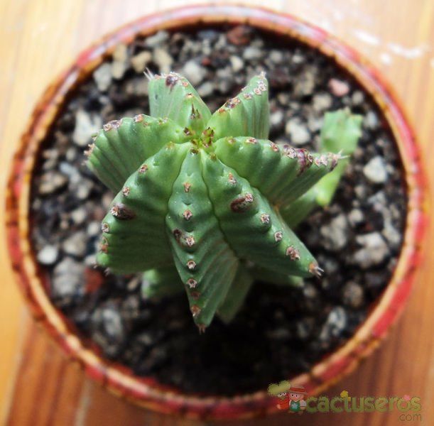 A photo of Euphorbia anoplia