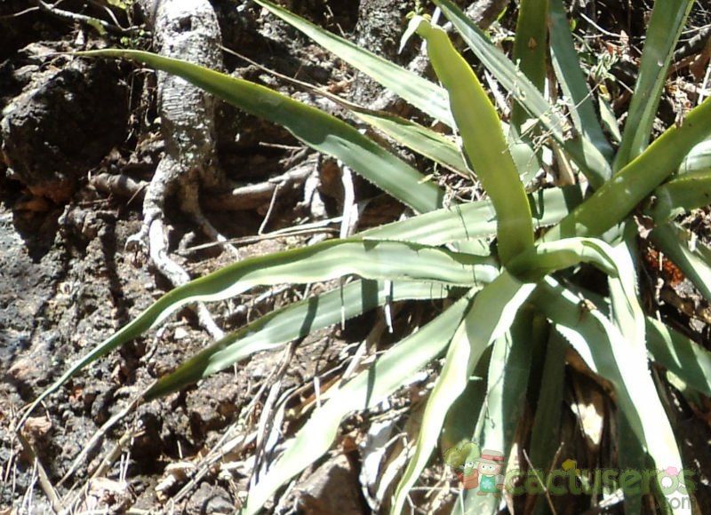 Una foto de Agave angustiarum