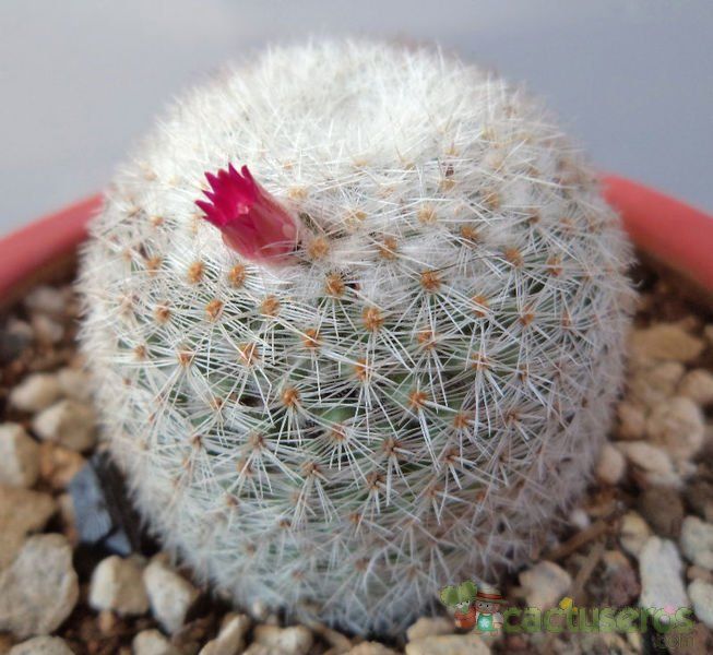 Una foto de Mammillaria albilanata ssp. oaxacana