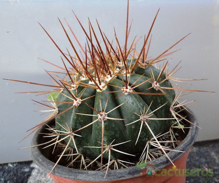 A photo of Melocactus intortus