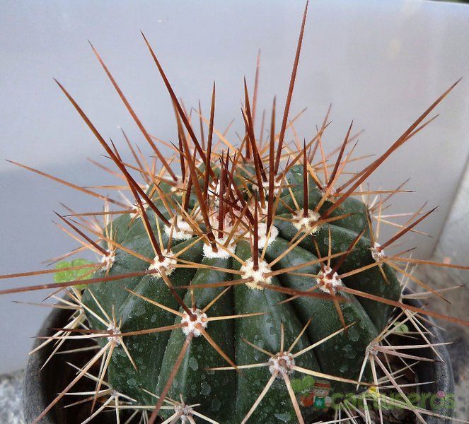 A photo of Melocactus intortus