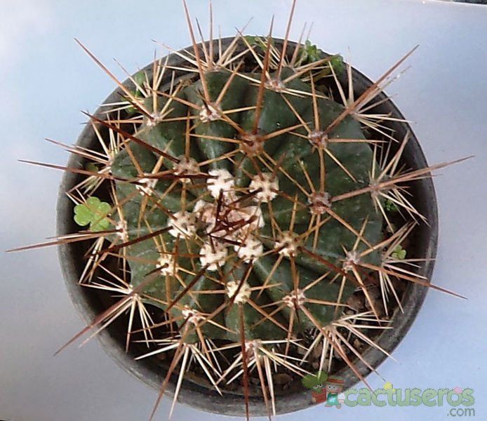 A photo of Melocactus intortus