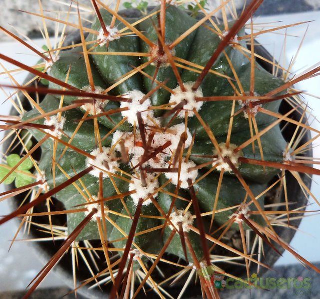 A photo of Melocactus intortus