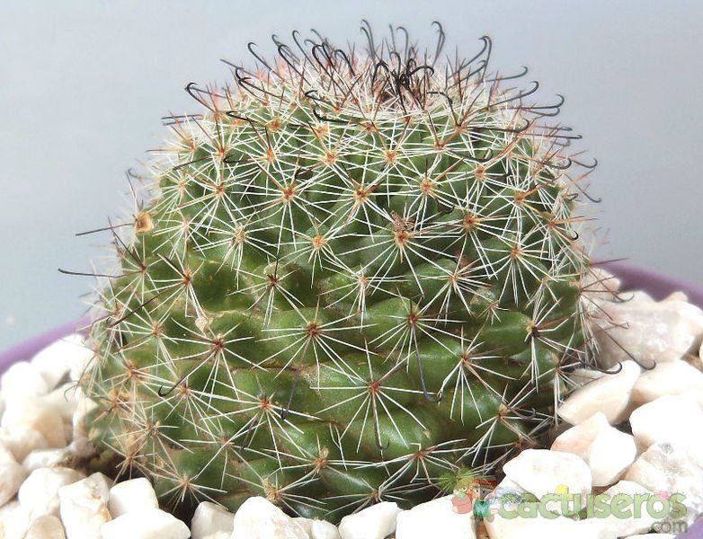 Una foto de Mammillaria beneckei