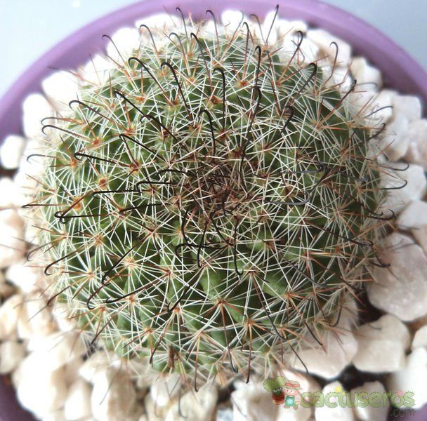 Una foto de Mammillaria beneckei