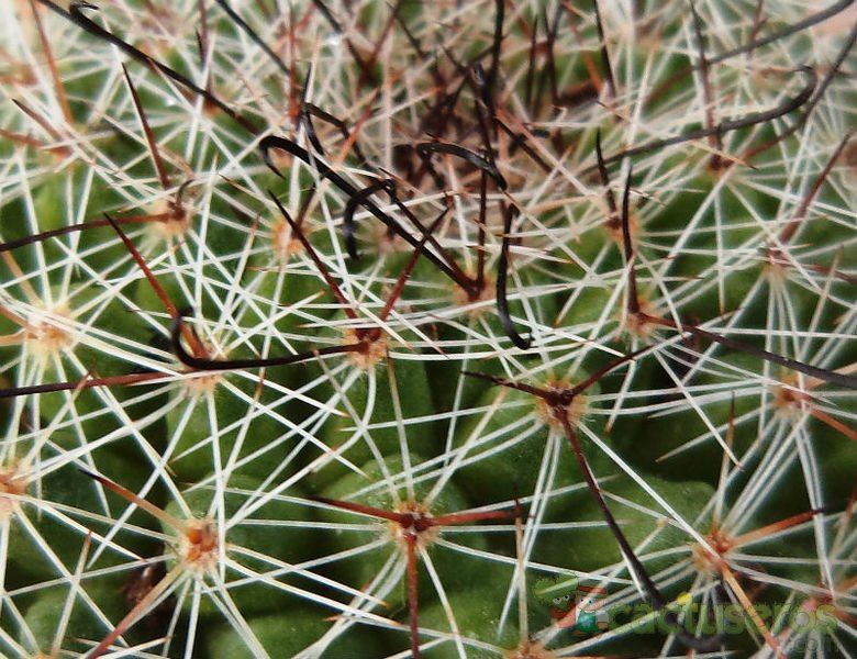 Una foto de Mammillaria beneckei