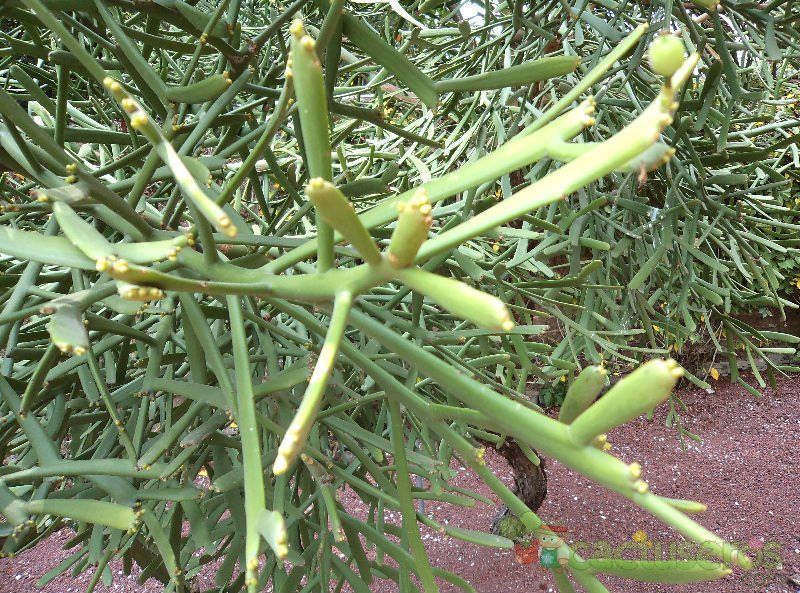 Una foto de Euphorbia xylophylloides