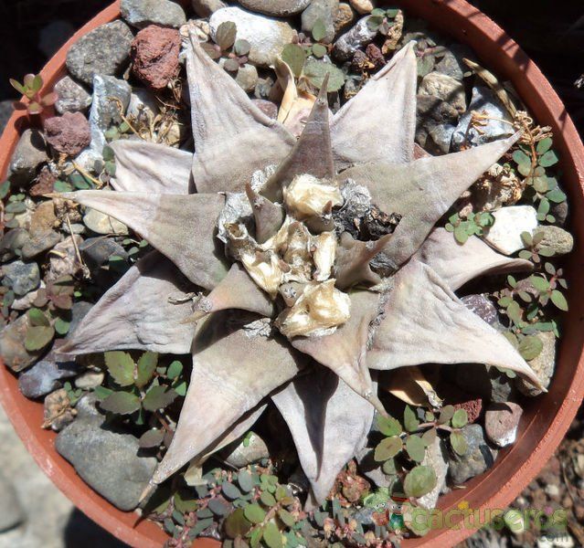 A photo of Ariocarpus retusus