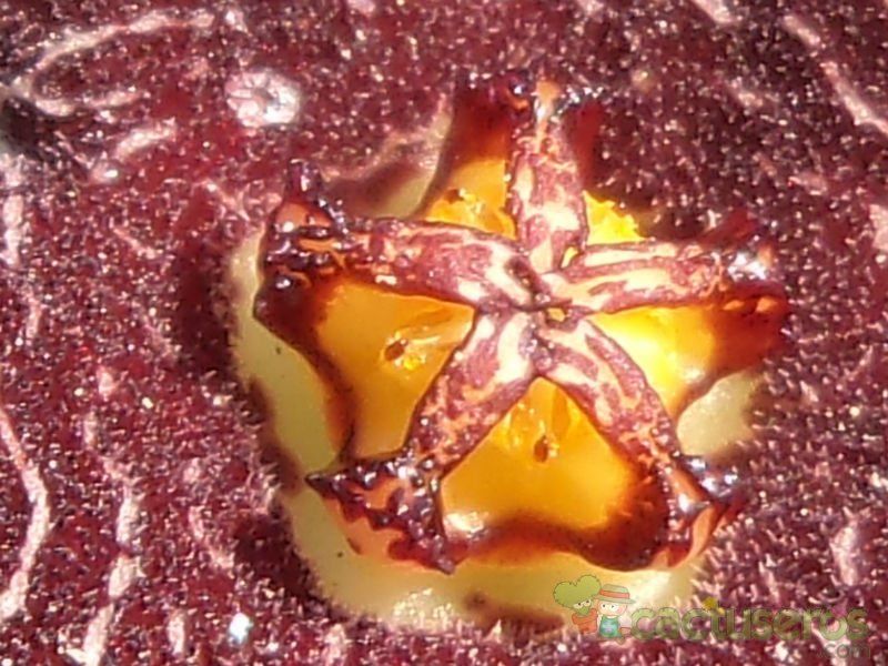 Una foto de Piaranthus geminatus