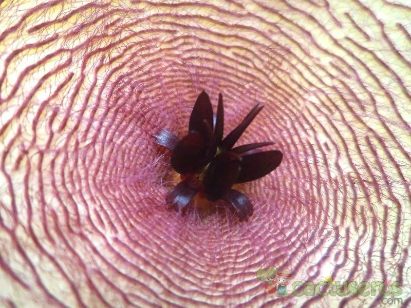 A photo of Stapelia gigantea