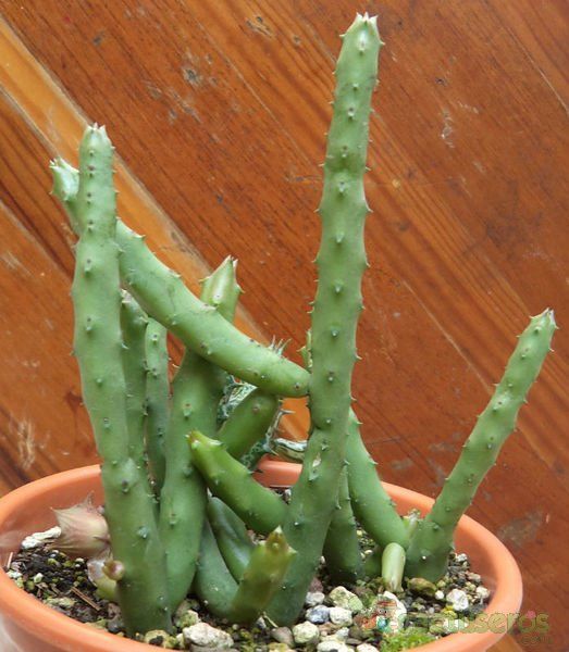 A photo of Huernia pendula