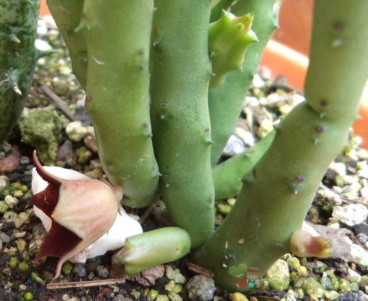 A photo of Huernia pendula