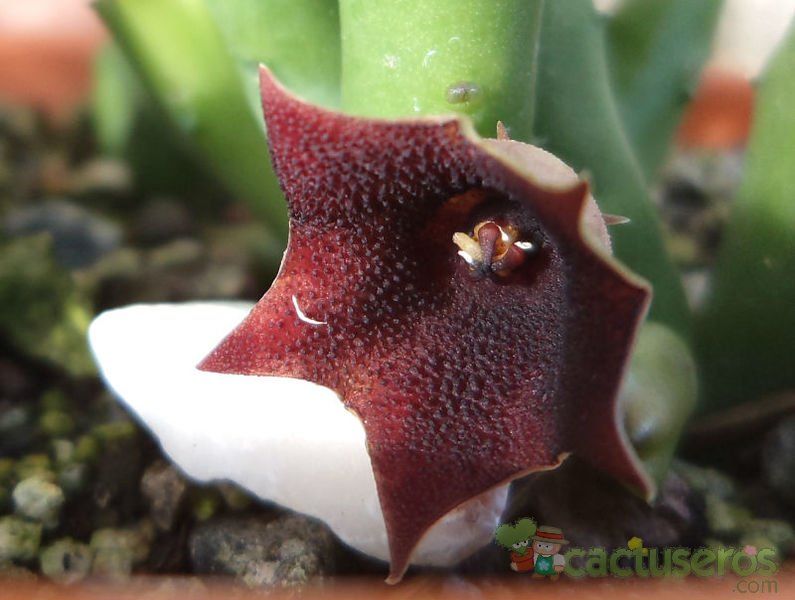 A photo of Huernia pendula