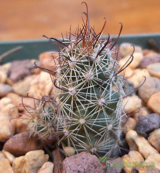 A photo of Mammillaria thornberi ssp. yaquensis