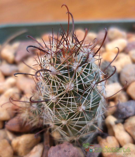 A photo of Mammillaria thornberi ssp. yaquensis