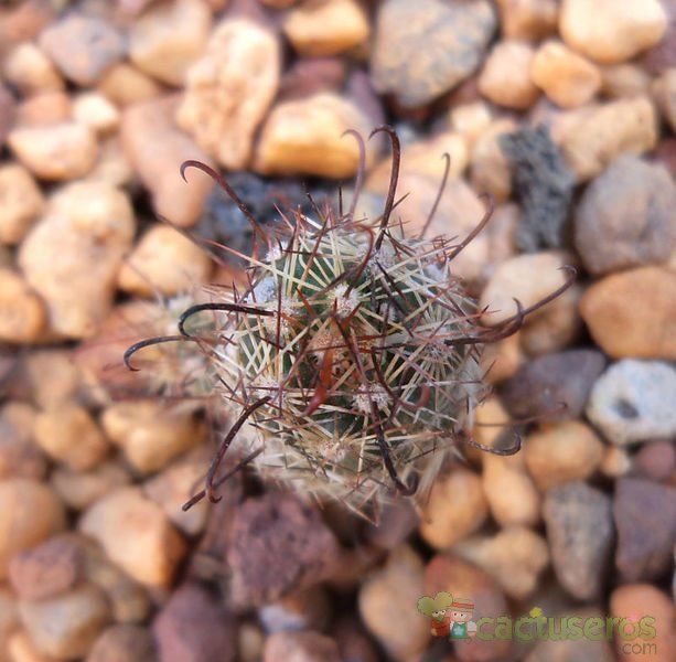 A photo of Mammillaria thornberi ssp. yaquensis
