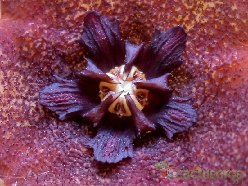 Una foto de Orbeopsis melanantha
