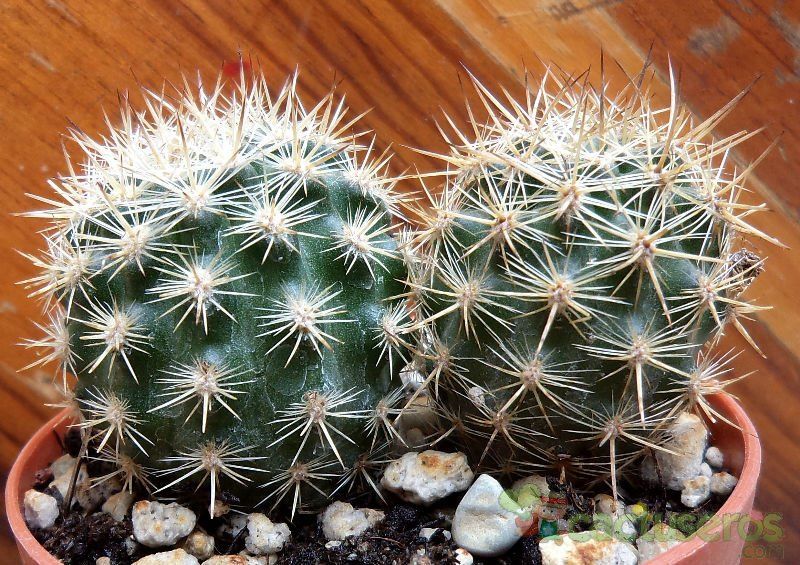 A photo of Eriosyce subgibbosa