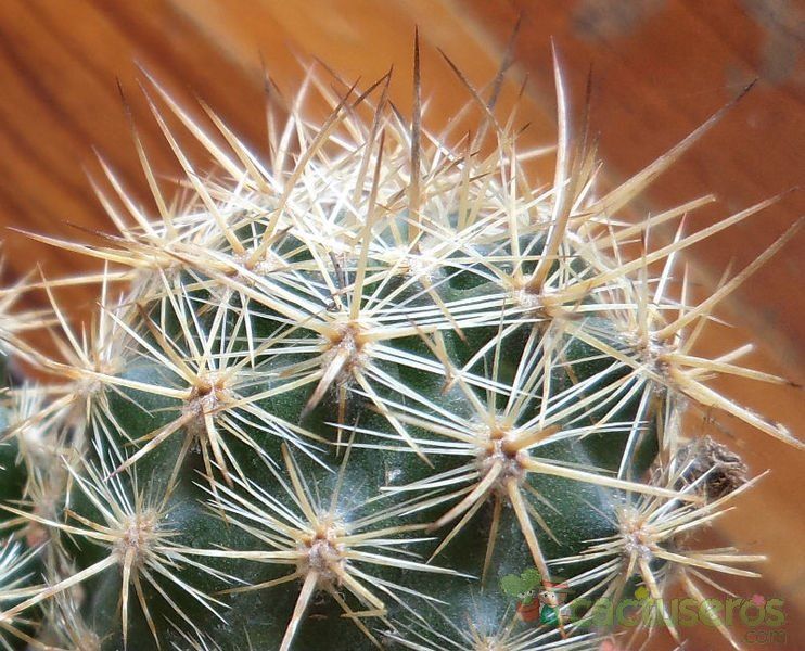 A photo of Eriosyce subgibbosa