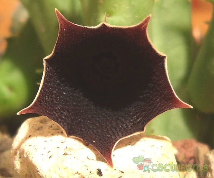 Una foto de Huernia keniensis