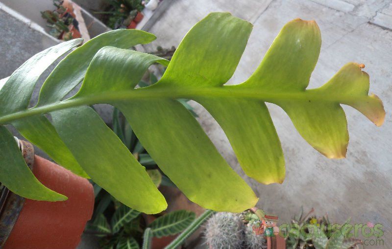 Una foto de Selenicereus chrysocardium