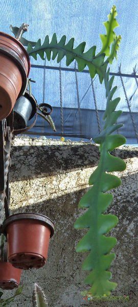 A photo of Epiphyllum anguliger