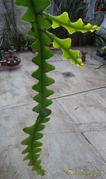A photo of Epiphyllum anguliger