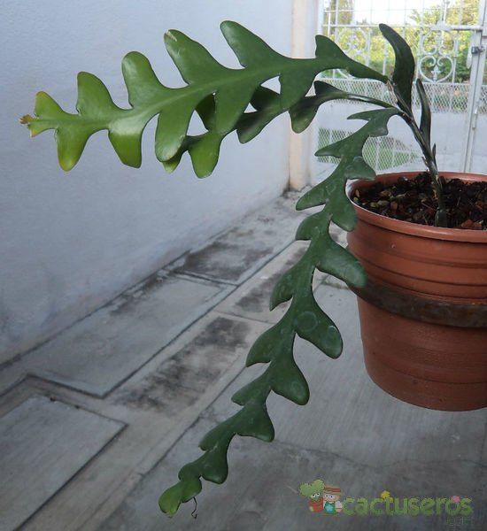 A photo of Selenicereus anthonyanus