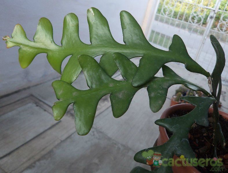 A photo of Selenicereus anthonyanus