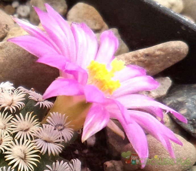 Una foto de Mammillaria hernandezii