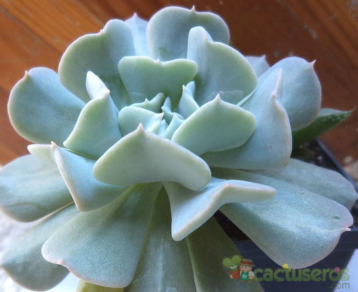 Una foto de Echeveria runyonii cv. Topsy turvy 