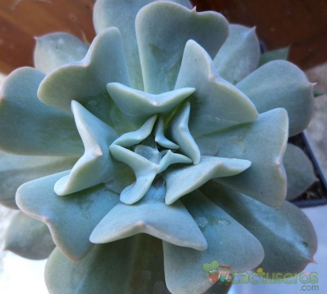 Una foto de Echeveria runyonii cv. Topsy turvy 