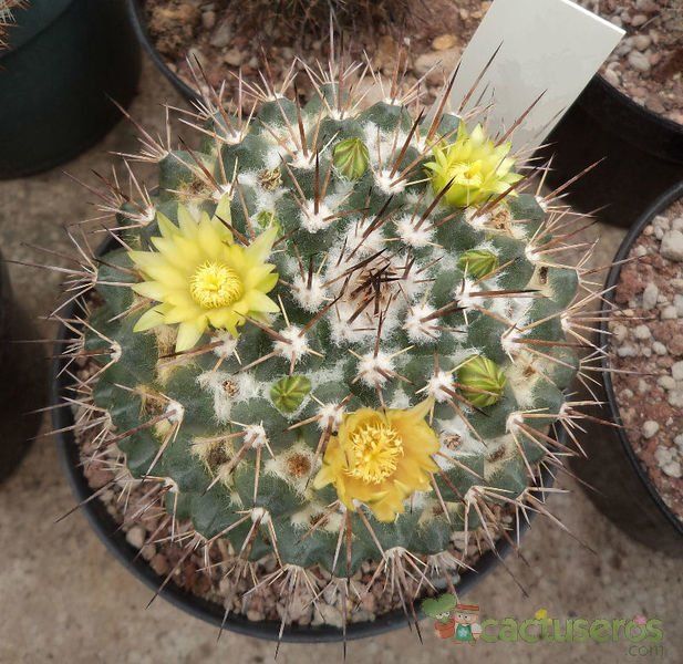 Una foto de Mammillaria petrophila